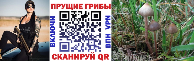 Псилоцибиновые грибы мицелий  купить наркотик  Мелеуз 